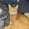 cat, orange_tabby, pet, feline, bow_tie, collar, whiskers, green_eyes, pointed_ears, fur, striped_fur, lying_down, relaxed, portrait, indoor, bedroom, laundry, blankets, clothing, flash_photography
