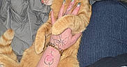 Garfield joined the competition — help win amazing prizes! cat, kitten, orange_tabby, sleeping, sleepy, pet, animal, furry, whiskers, collar, indoors, bed, blanket, bedding, human_hand, tattoo, bracelet, cuddling, cozy, portrait