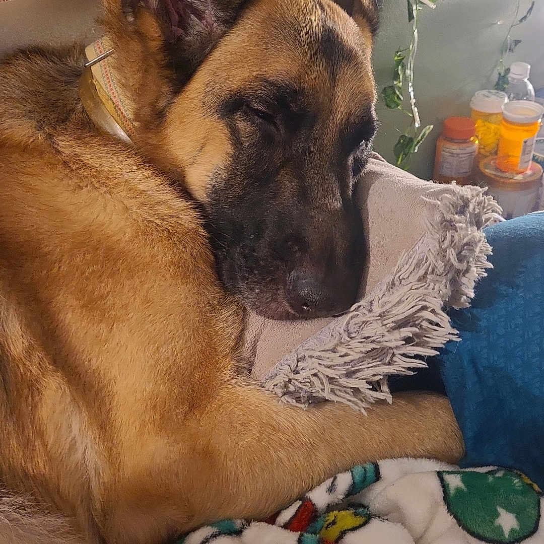 Meeko joined the competition — help win amazing prizes! animal, bed, bedroom, blanket, canine, couch, cushion, dog, furniture, germanshepherd, homedecor, indoors, interiordesign, person, pet, plant, pottedplant, puppy, room, sleeping