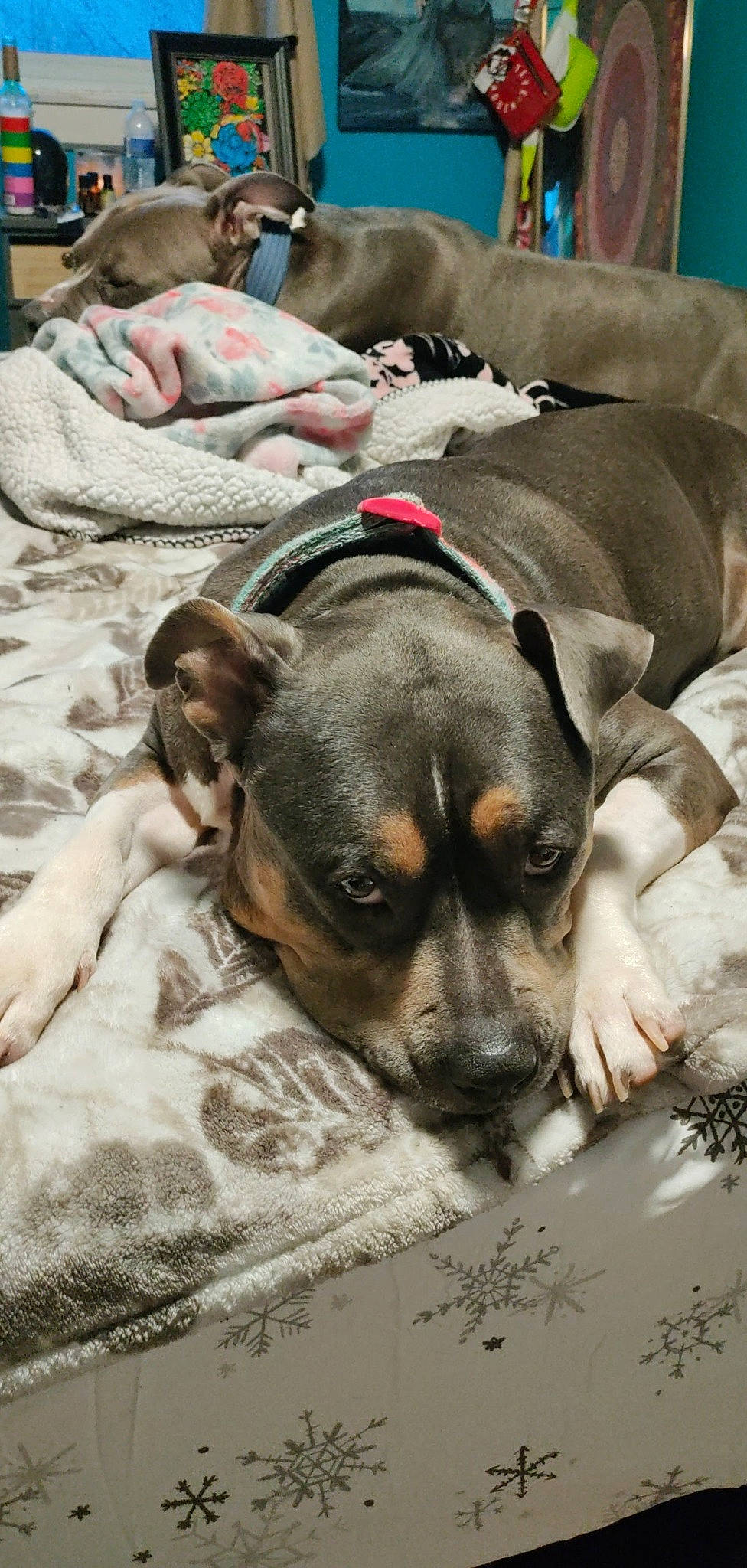 Jada is registered to the contest to win money with this photo: bed, carnivore, comfort, companion_dog, dog, dog_breed, fawn, fur, grey, guard_dog, linens, paw, snout, street_dog, toy_dog, whiskers, working_animal, working_dog