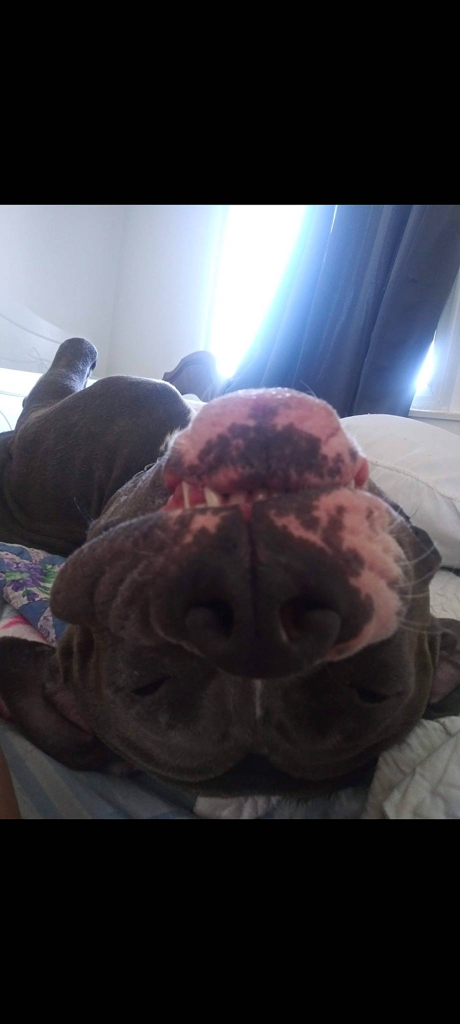 Marley Pupperton is registered to the contest to win money with this photo: bed, bedding, canidae, comfort, dog_breed, facial_hair, felidae, flesh, fur, human_body, jaw, linens, meat, room, selfie, sky, snout, sporting_group, tortoise, wrinkle