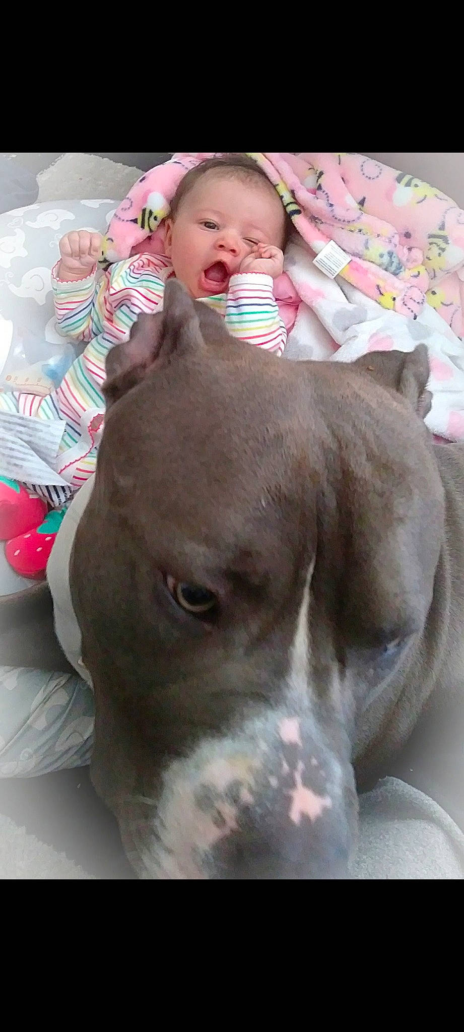 Marley Pupperton joined the competition — help win amazing prizes! baby, carnivore, child, collar, comfort, companion_dog, dog, dog_breed, ear, eye, fawn, happy, head, liver, smile, snout, sporting_group, toddler, whiskers, working_animal