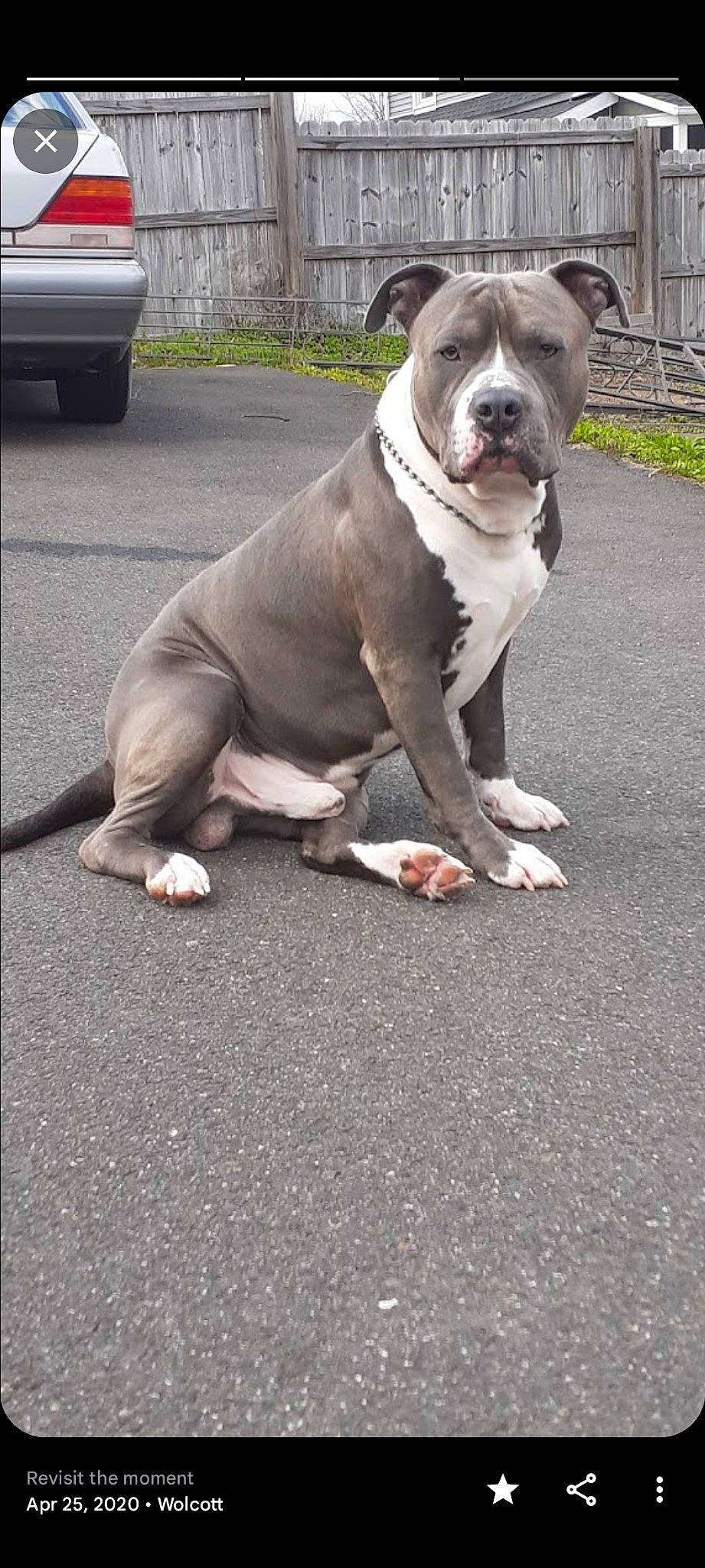 Marley Pupperton joined the competition — help win amazing prizes! asphalt, automotive_tire, canidae, carnivore, collar, companion_dog, dog, dog_breed, dog_collar, fawn, molosser, non_sporting_group, plant, road_surface, sporting_group, tail, tire, vehicle, working_animal, working_dog