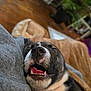 Beanz is registered to the contest to win money with this photo: dog, puppy, canine, close_up, nose, tongue, teeth, smiling, sleeping, pet_bed, blanket, grey_sweater, human_arm, cozy, indoor, living_room, wood_floor, houseplant, blurred_background, timestamp