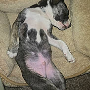 Beanz joined the competition — help win amazing prizes! puppy, dog, sleeping, bed, blanket, fur, paw, belly, collar, snout, cute, nap, carpet, indoor, pet, canine, relaxed, young_dog, brindle, closeup