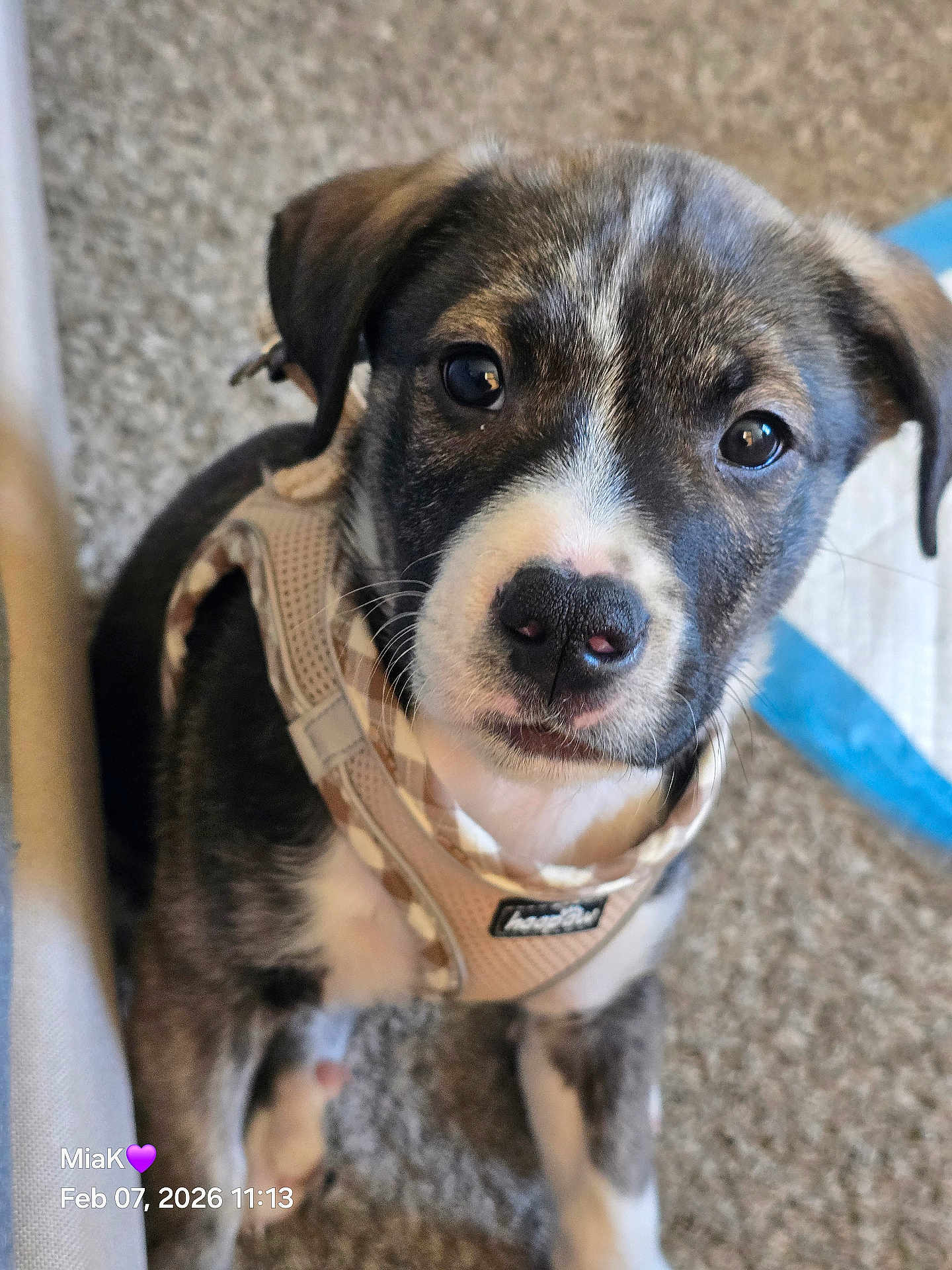 Beanz joined the competition — help win amazing prizes! puppy, dog, pet, harness, carpet, close_up, nose, eyes, ears, whiskers, portrait, indoor, floor, cute, brown_and_white, young, collar, home, nose_spots, texture