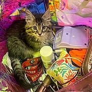 Opal is registered to the contest to win money with this photo: accessories, animal, bag, basket, cat, electronics, face, furniture, handbag, head, kitten, mobilephone, person, pet, phone, photography, portrait, purple, selfie, tin