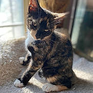 Punky joined the competition — help win amazing prizes! cat, kitten, tortoiseshell, indoor, window, sunlight, blanket, fur, pet, animal, curious, sitting, cozy, soft, whiskers, paw, young, cute, domestic, relaxed