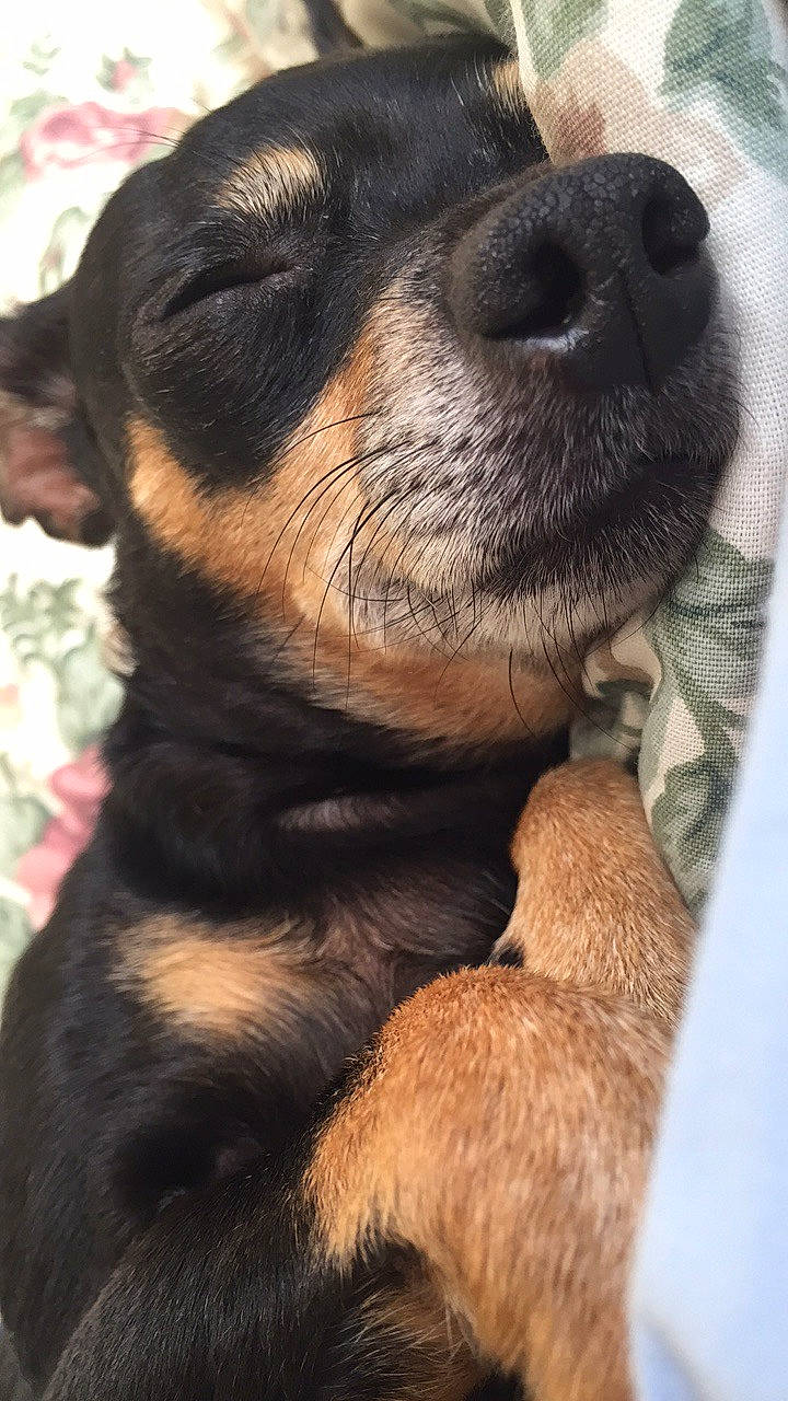 Arika a rejoint le concours — aidez-le/la à gagner de superbes lots ! austrian_black_and_tan_hound, canidae, carnivore, companion_dog, dog, dog_breed, fawn, huntaway, mammal, nose, puppy, puppy_love, rottweiler, snout, vertebrate, whiskers