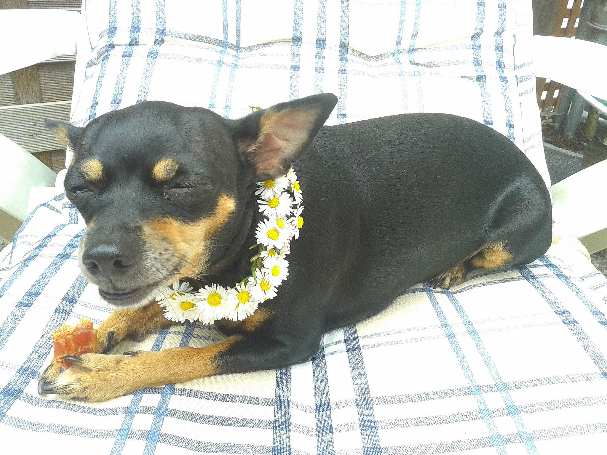 Arika participe au concours pour gagner de l'argent avec cette photo : black_and_tan_terrier, canidae, carnivore, collar, companion_dog, dog, dog_breed, english_toy_terrier, german_pinscher, mammal, manchester_terrier, miniature_pinscher, pinscher, prazsky_krysarik, puppy, rare_breed_dog, snout, toy_dog, toy_manchester_terrier, vertebrate