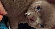 Bingo a rejoint le concours — aidez-le/la à gagner de superbes lots ! puppy, dog, brown_fur, cute, pet, small_dog, indoor, person_hand, clothing, carpet, close_up, looking_up, young_dog, animal, fur, ears, eyes, nose, paw, timestamp