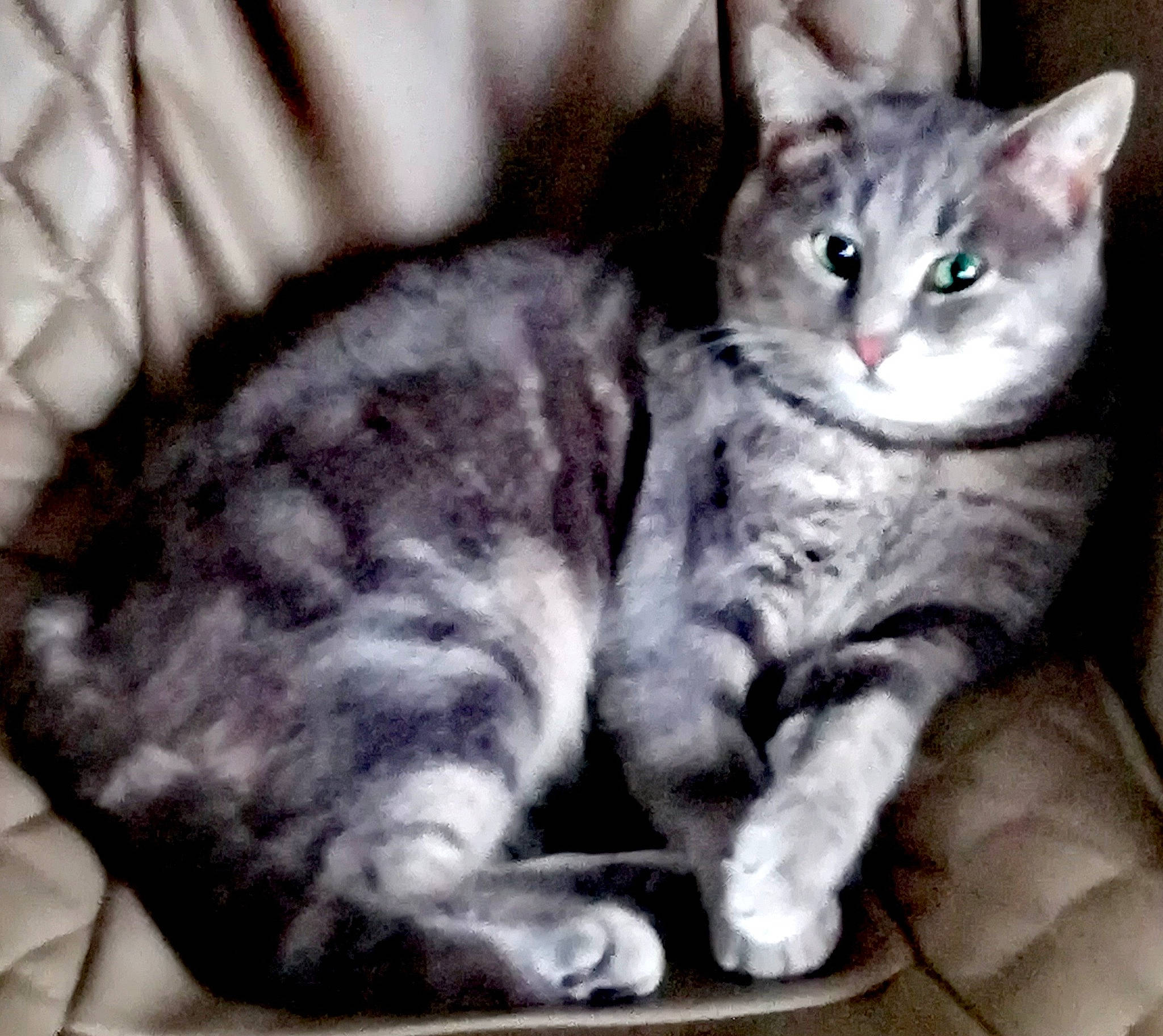 Grisou participe au concours pour gagner de l'argent avec cette photo : bored, carnivore, cat, claw, comfort, domestic_short_haired_cat, felidae, fur, grey, paw, sitting, small_to_medium_sized_cats, snout, tail, whiskers