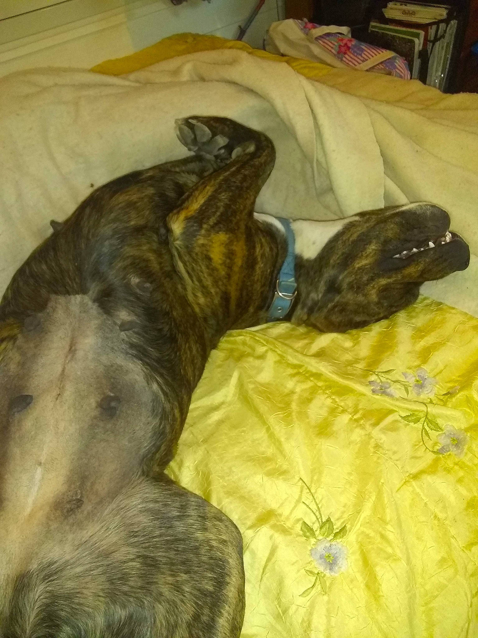 Bertha is registered to the contest to win money with this photo: bed, canidae, carnivore, comfort, companion_dog, dog, dog_breed, duvet, fawn, felidae, fur, guard_dog, linens, liver, nap, sporting_group, tail, terrestrial_animal, whiskers, working_animal