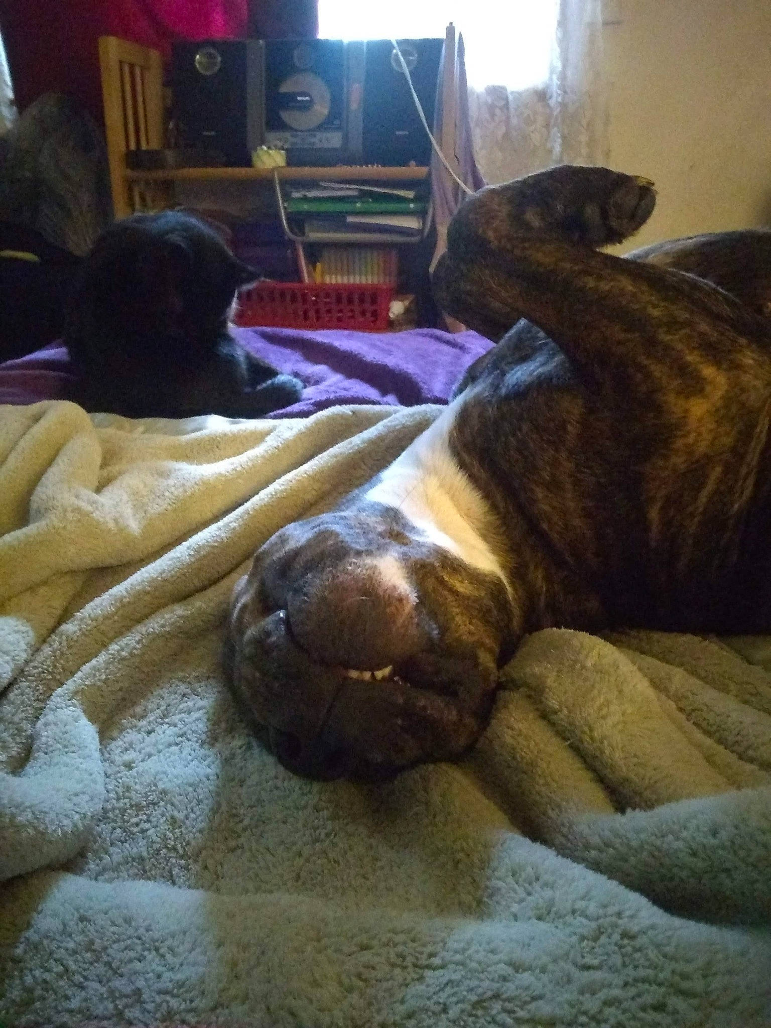 Bertha joined the competition — help win amazing prizes! canidae, carnivore, comfort, companion_dog, dog, dog_breed, fawn, felidae, fur, linens, liver, nap, room, snout, sporting_group, tail, terrestrial_animal, whiskers, wood, working_animal