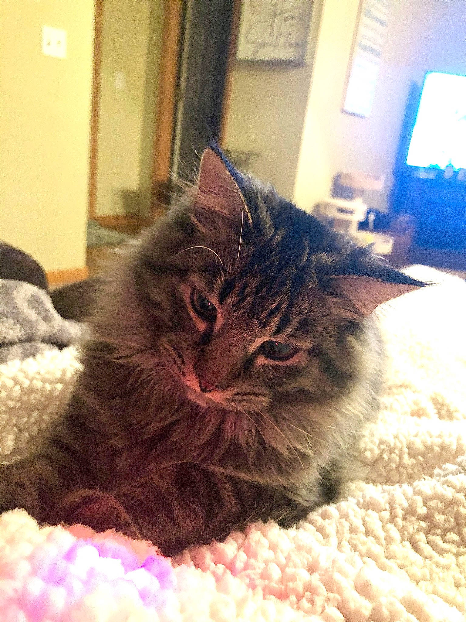 Bacon joined the competition — help win amazing prizes! bed, carnivore, cat, claw, comfort, domestic_short_haired_cat, door, felidae, flooring, fur, linens, paw, picture_frame, plant, room, small_to_medium_sized_cats, snout, whiskers, window, wood