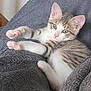 Pumba a rejoint le concours — aidez-le/la à gagner de superbes lots ! kitten, cat, pet, feline, animal, cute, fluffy, gray_blanket, resting, paws, pink_nose, whiskers, indoor, cozy, young_cat, stretching, soft_texture, relaxed, curious, fur