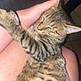 Pumba a rejoint le concours — aidez-le/la à gagner de superbes lots ! cat, tabby_cat, pet, animal, sleeping, hug, hand, human, indoor, cozy, fur, whiskers, ear, paw, close_up, friendship, comfort, relaxation, skin, bracelet