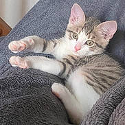 Pumba participe au concours pour gagner de l'argent avec cette photo : kitten, cat, pet, feline, animal, cute, fluffy, gray_blanket, resting, paws, pink_nose, whiskers, indoor, cozy, young_cat, stretching, soft_texture, relaxed, curious, fur