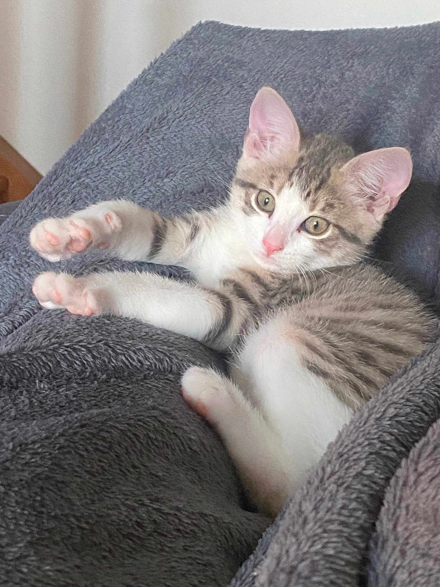 Pumba participe au concours pour gagner de l'argent avec cette photo : kitten, cat, pet, feline, animal, cute, fluffy, gray_blanket, resting, paws, pink_nose, whiskers, indoor, cozy, young_cat, stretching, soft_texture, relaxed, curious, fur