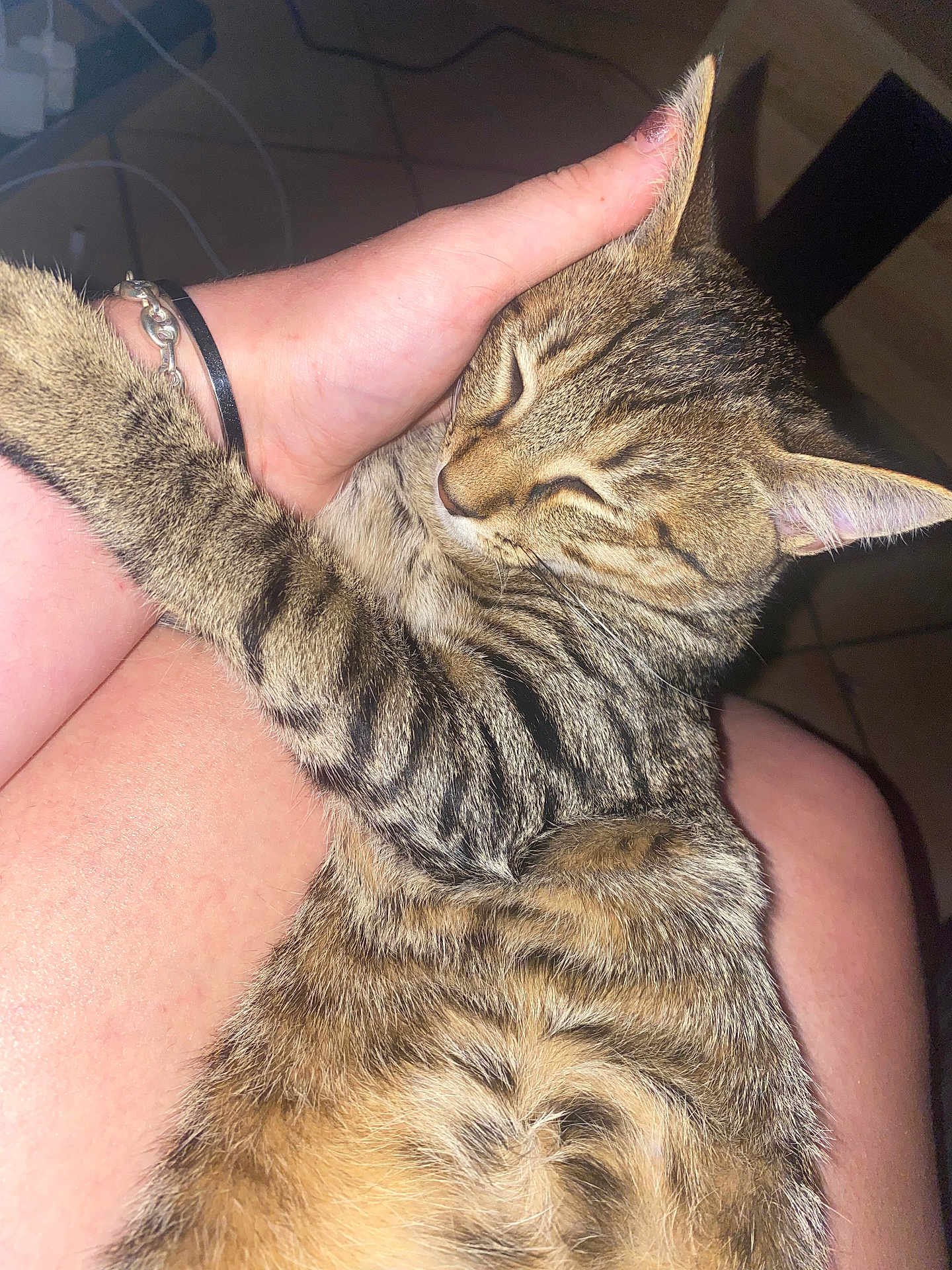 Simba participe au concours pour gagner de l'argent avec cette photo : cat, tabby_cat, pet, animal, sleeping, hug, hand, human, indoor, cozy, fur, whiskers, ear, paw, close_up, friendship, comfort, relaxation, skin, bracelet