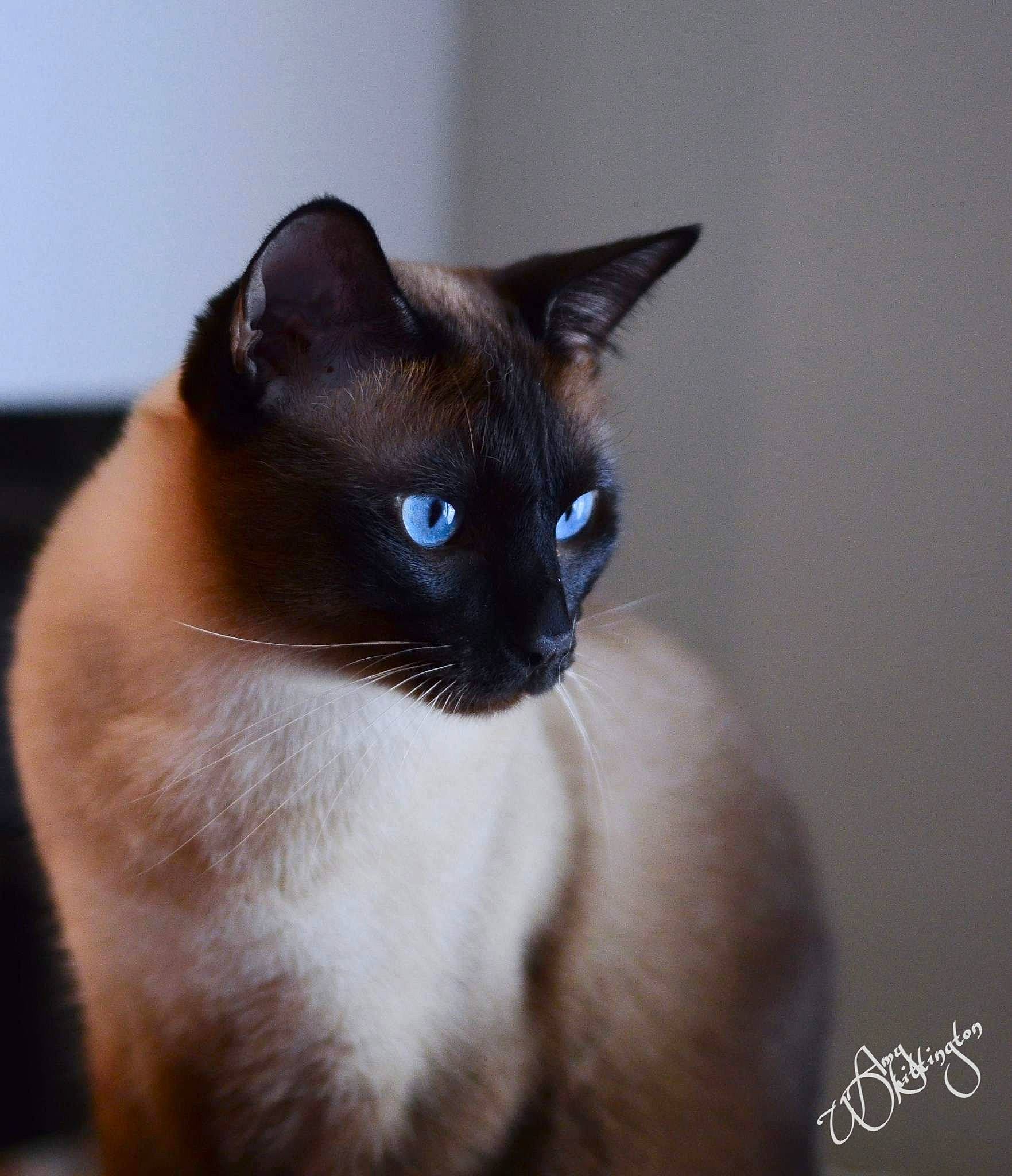 Keiko is registered to the contest to win money with this photo: balinese, carnivore, cat, electric_blue, fawn, felidae, fur, siamese, small_to_medium_sized_cats, snout, terrestrial_animal, thai, whiskers