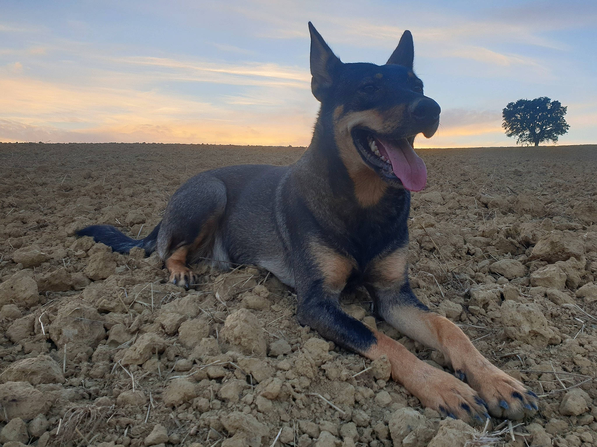 Helsi participe au concours pour gagner de l'argent avec cette photo : australian_cattle_dog, canidae, carnivore, cloud, companion_dog, dog, dog_breed, dog_supply, fang, fawn, landscape, sky, snout, soil, sporting_group, terrestrial_animal, tree, wildlife, working_animal, working_dog