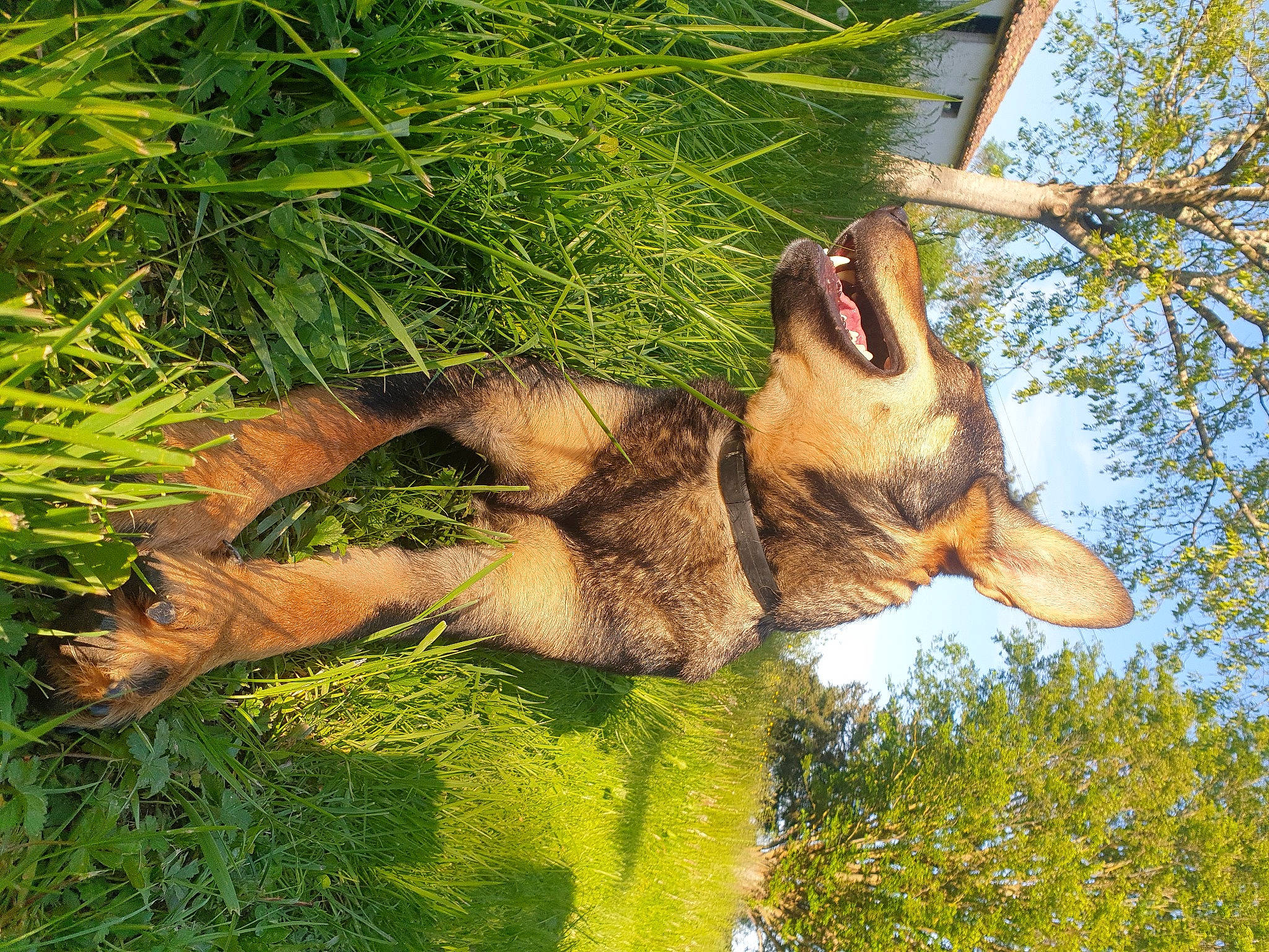 Helsi participe au concours pour gagner de l'argent avec cette photo : carnivore, dog_breed, fawn, felidae, fur, german_shepherd_dog, gesture, grass, mammal, people_in_nature, plant, sky, snout, tail, terrestrial_animal, tree, trunk, vegetation, whiskers, wood