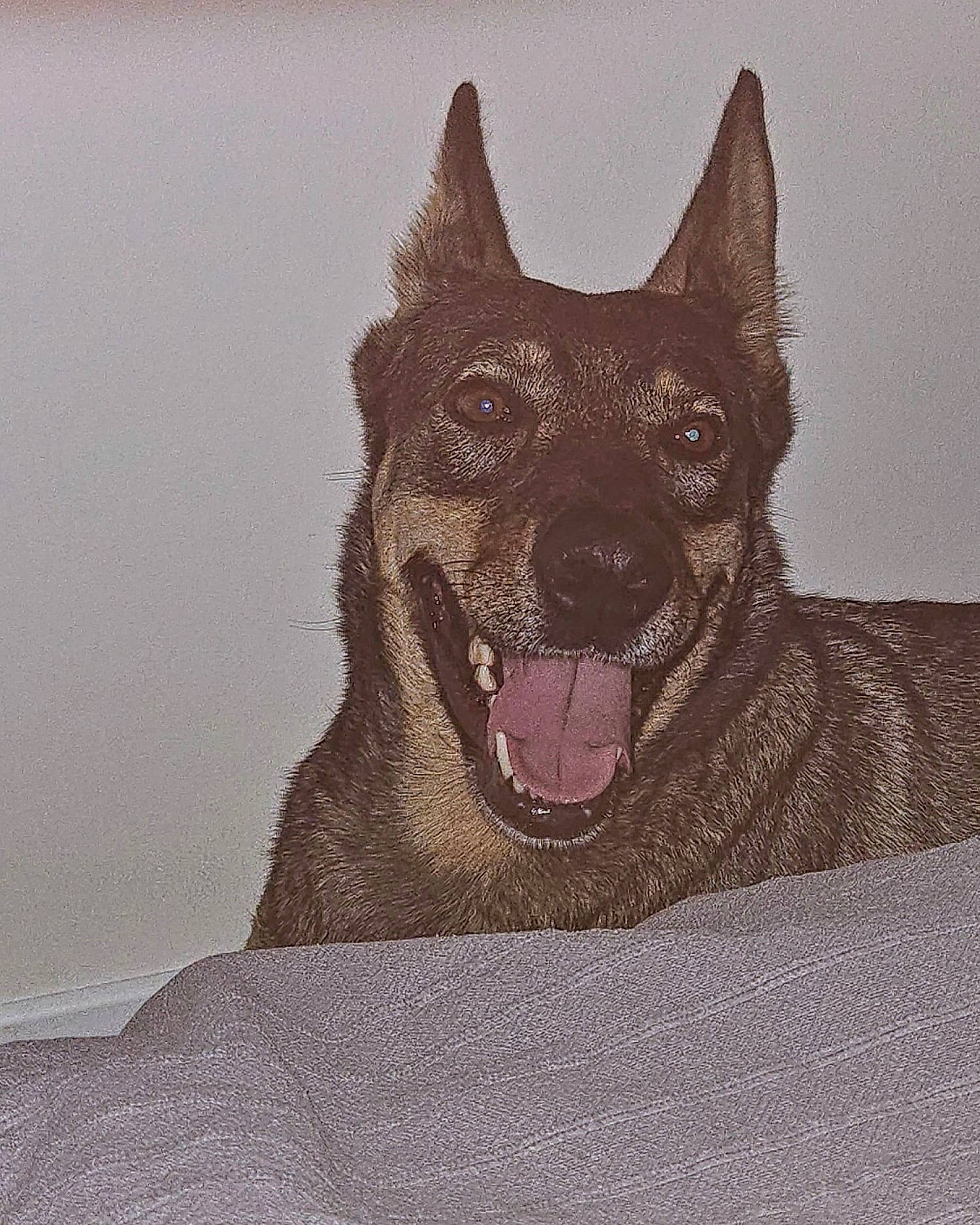 Helsi participe au concours pour gagner de l'argent avec cette photo : art, canidae, carnivore, companion_dog, dog, dog_breed, fictional_character, fur, grey, guard_dog, herding_dog, illustration, liver, painting, shout, snout, sporting_group, whiskers, working_animal, working_dog