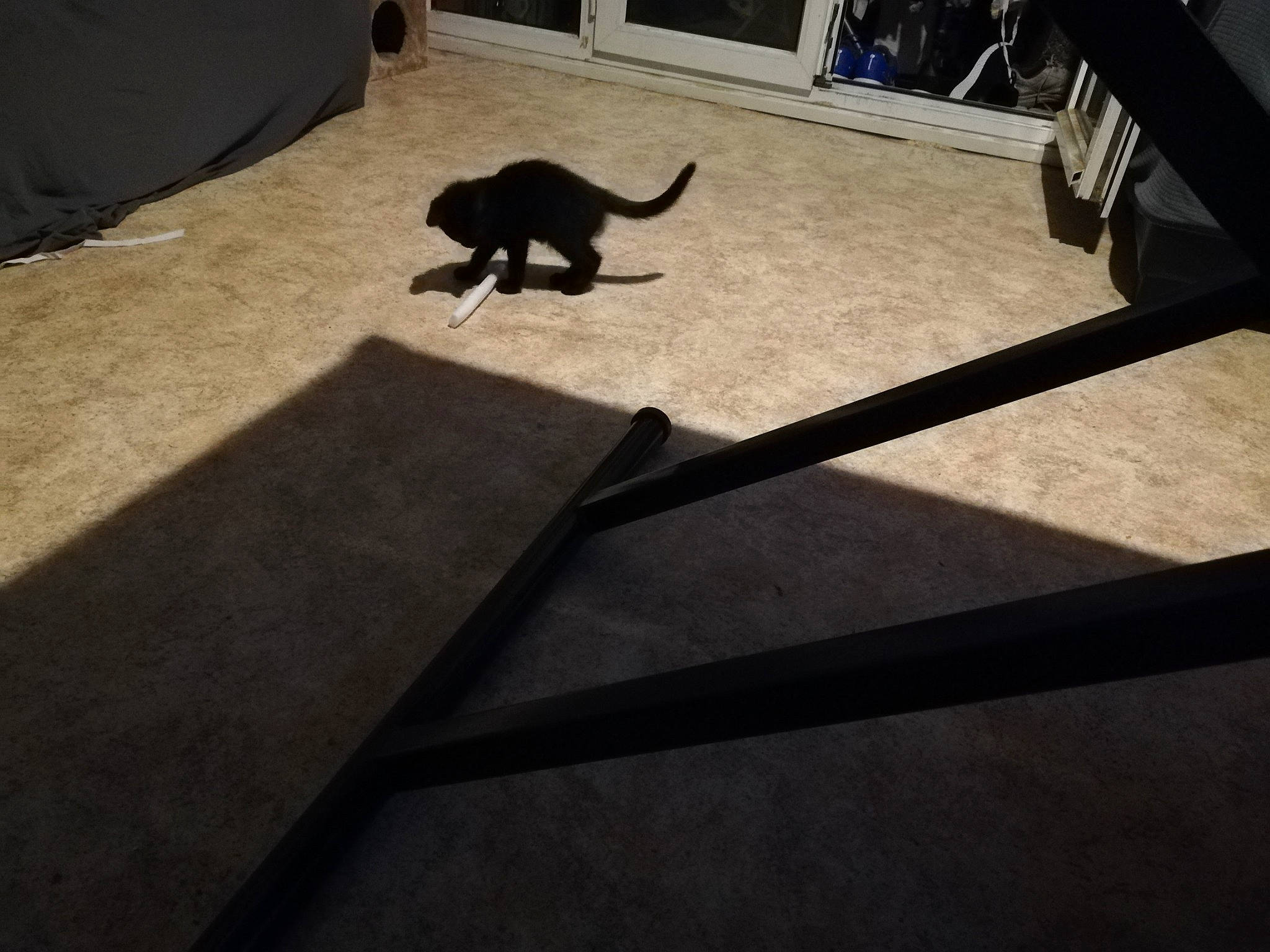 Choupinette participe au concours pour gagner de l'argent avec cette photo : black_cat, canidae, carnivore, cat, dog_breed, domestic_short_haired_cat, felidae, floor, flooring, hardwood, road_surface, shade, shadow, small_to_medium_sized_cats, sporting_group, tail, terrestrial_animal, tints_and_shades, whiskers, wood