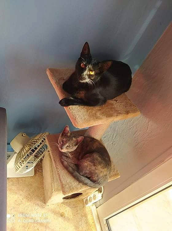 Choupinette a rejoint le concours — aidez-le/la à gagner de superbes lots ! black_cat, brown, carnivore, cat, ceiling, domestic_short_haired_cat, fawn, felidae, flooring, fur, hardwood, mammal, paper_product, picture_frame, room, small_to_medium_sized_cats, tail, vertebrate, whiskers, wood