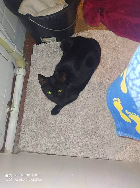 Choupinette a rejoint le concours — aidez-le/la à gagner de superbes lots ! black_cat, bombay, carmine, carnivore, cat, chair, comfort, domestic_short_haired_cat, electric_blue, felidae, floor, flooring, fur, grey, linens, rectangle, room, small_to_medium_sized_cats, tail, whiskers