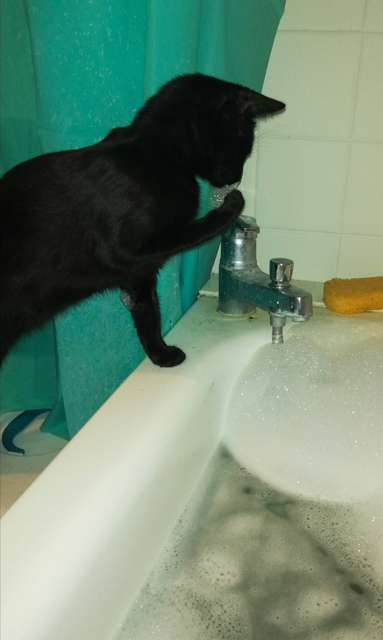 Choupinette a rejoint le concours — aidez-le/la à gagner de superbes lots ! bathroom, bathroom_sink, bombay, carnivore, cat, felidae, fluid, gas, household_hardware, liquid, plumbing, plumbing_fixture, sink, small_to_medium_sized_cats, solvent, tail, tap, valve, water, whiskers