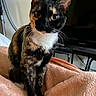 animal, blanket, cat, comfort, cozy, curious, ears, eyes, feline, fur, furniture, home, indoor, pet, relaxed, sitting, soft, television, tortoiseshell, whiskers