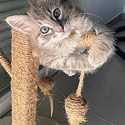 Ketsy participe au concours pour gagner de l'argent avec cette photo : animal, cat, close_up, curious, cute, feathers, floor, fur, gray_fur, indoor, kitten, natural_light, paws, pet, playful, scratching_post, toys, whiskers, window, young