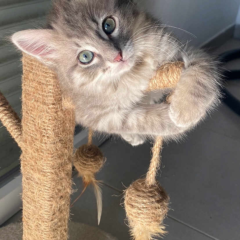 Ketsy participe au concours pour gagner de l'argent avec cette photo : animal, cat, close_up, curious, cute, feathers, floor, fur, gray_fur, indoor, kitten, natural_light, paws, pet, playful, scratching_post, toys, whiskers, window, young