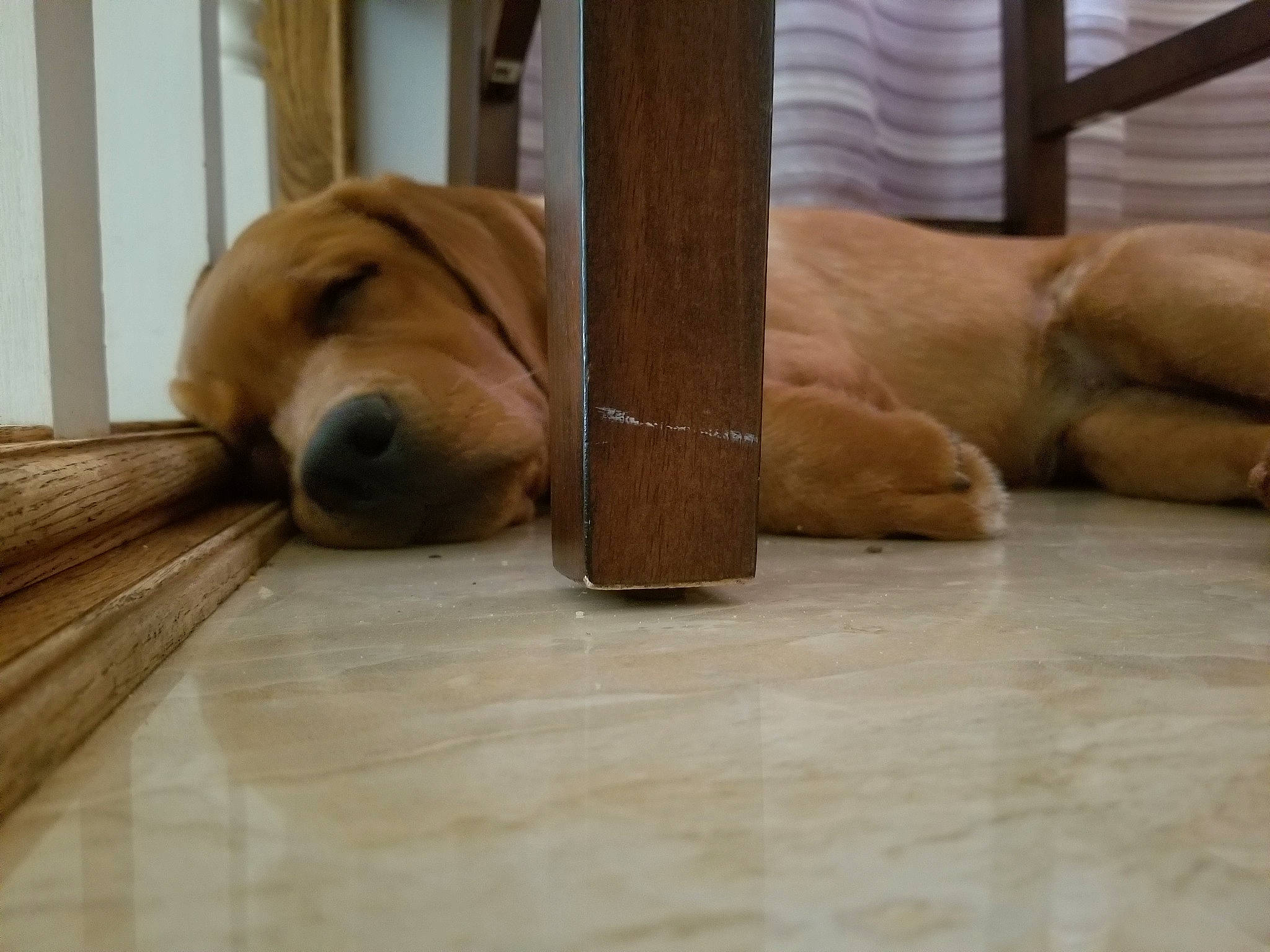 Poppy joined the competition — help win amazing prizes! canidae, carnivore, companion_dog, dog, dog_breed, fawn, floor, flooring, golden_retriever, hardwood, labrador_retriever, mammal, retriever, snout, sporting_group, wood, wood_flooring