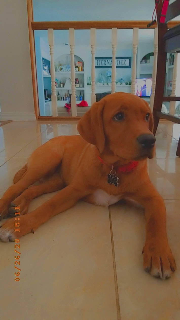 Poppy is registered to the contest to win money with this photo: broholmer, canidae, carnivore, dog, dog_breed, fawn, mammal, pointing_breed, portuguese_pointer, rare_breed_dog, redbone_coonhound, rhodesian_ridgeback, sporting_group, vertebrate, vizsla