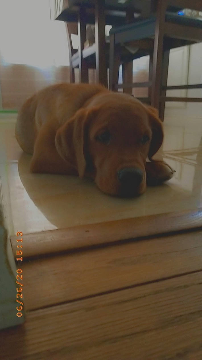 Poppy is registered to the contest to win money with this photo: broholmer, canidae, caramel_color, carnivore, companion_dog, dog, dog_breed, fawn, mammal, puppy, sporting_group, vizsla