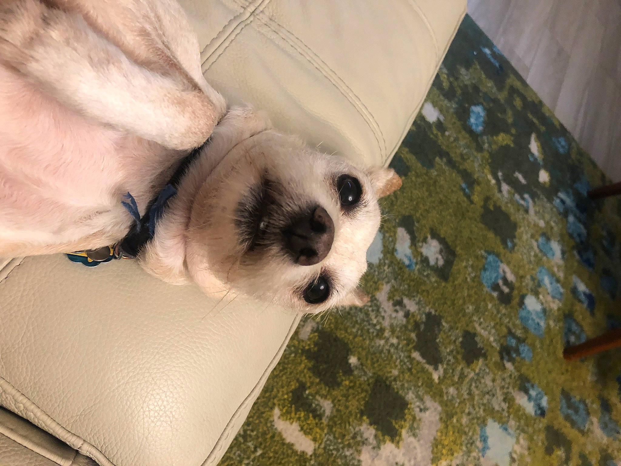 Conner joined the competition — help win amazing prizes! canidae, carnivore, comfort, companion_dog, dog, dog_breed, fawn, flooring, foot, fur, hardwood, nap, non_sporting_group, paw, puppy, sporting_group, terrestrial_animal, whiskers, wood, working_animal