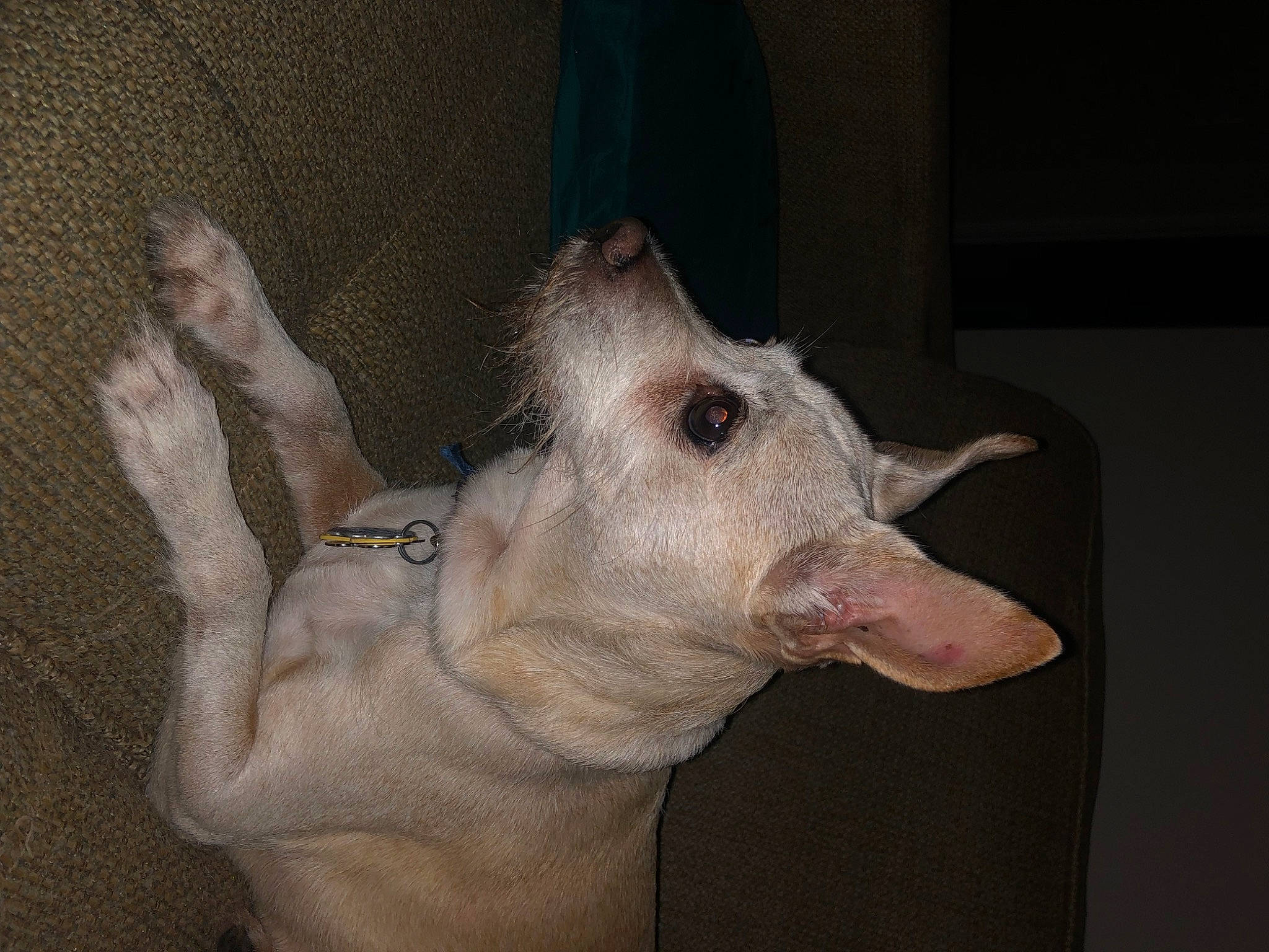 Conner joined the competition — help win amazing prizes! domestic_pig, ear, fawn, flesh, fur, gesture, jaw, livestock, snout, suidae, tail, terrestrial_animal, whiskers, wildlife, wrinkle