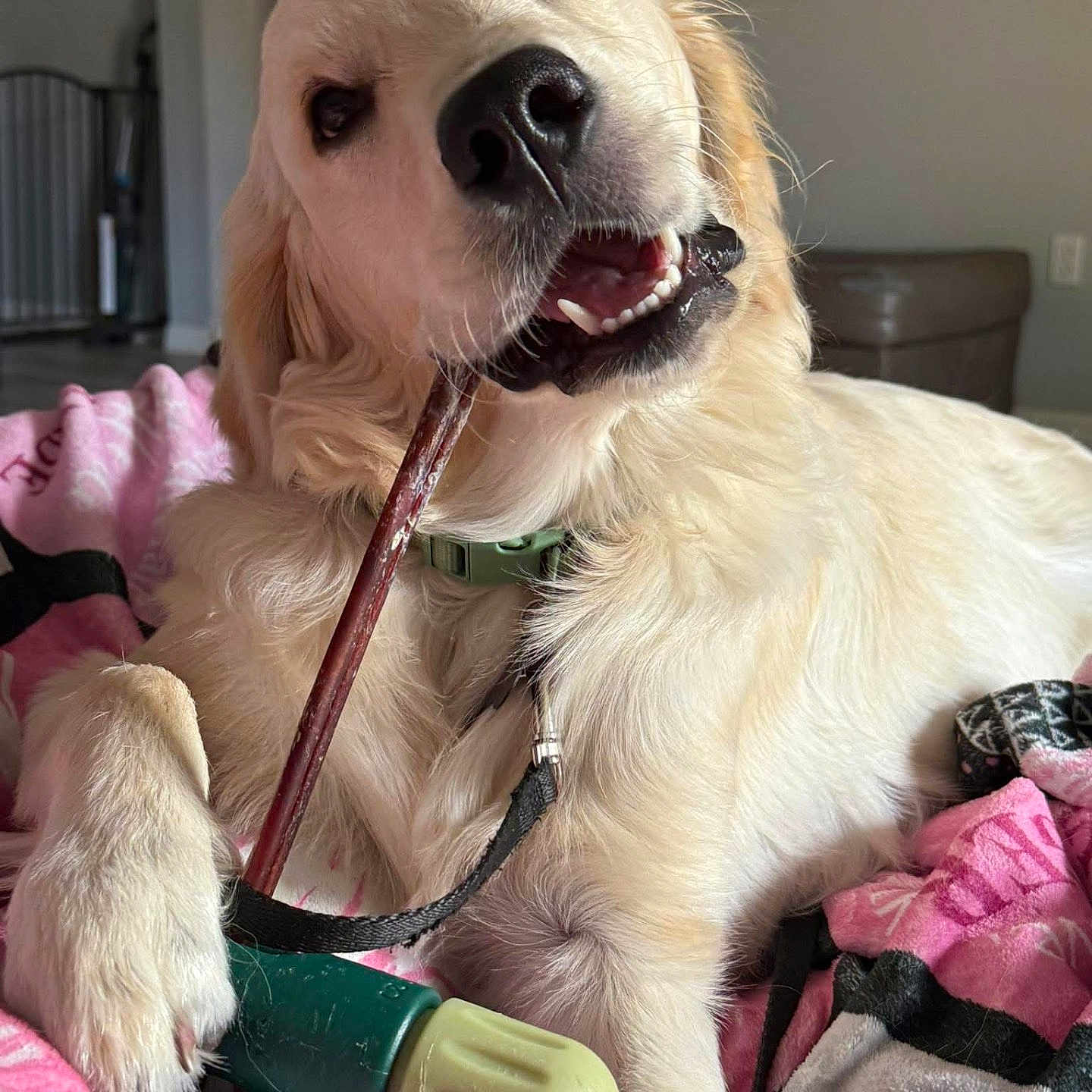 Butter is registered to the contest to win money with this photo: animal, blanket, canine, chewing, closeup, collar, cute, dog, fur, golden_retriever, indoor, leash, mouth, paw, pet, playful, puppy, relaxed, stick, toy