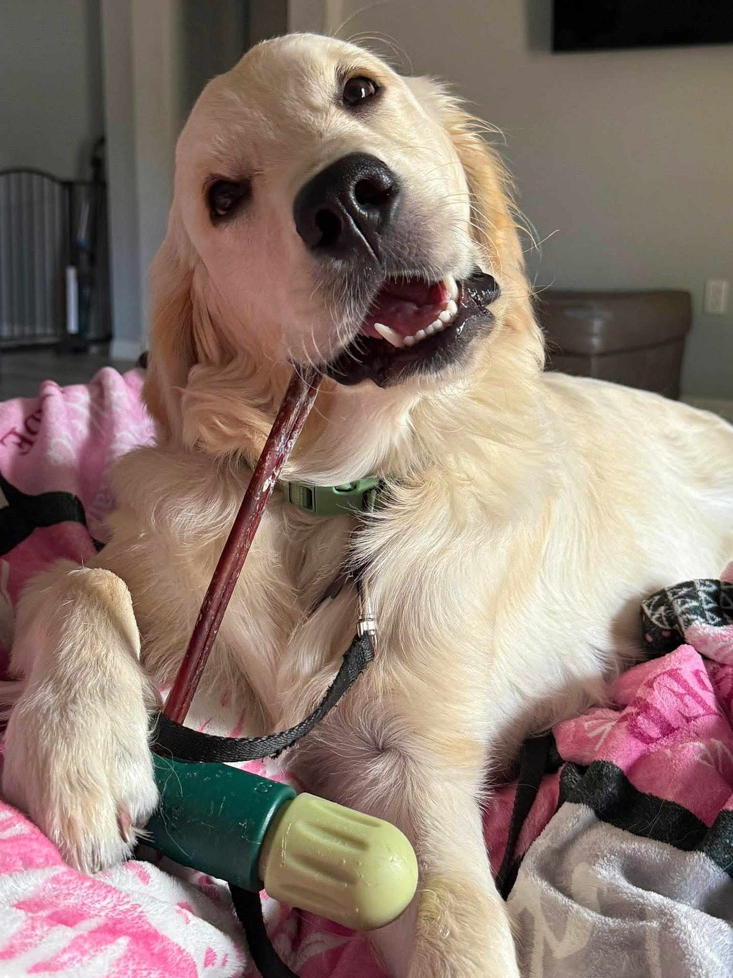 Butter is registered to the contest to win money with this photo: dog, golden_retriever, puppy, chewing, stick, toy, paw, blanket, indoor, pet, cute, playful, fur, collar, leash, relaxed, animal, canine, mouth, closeup