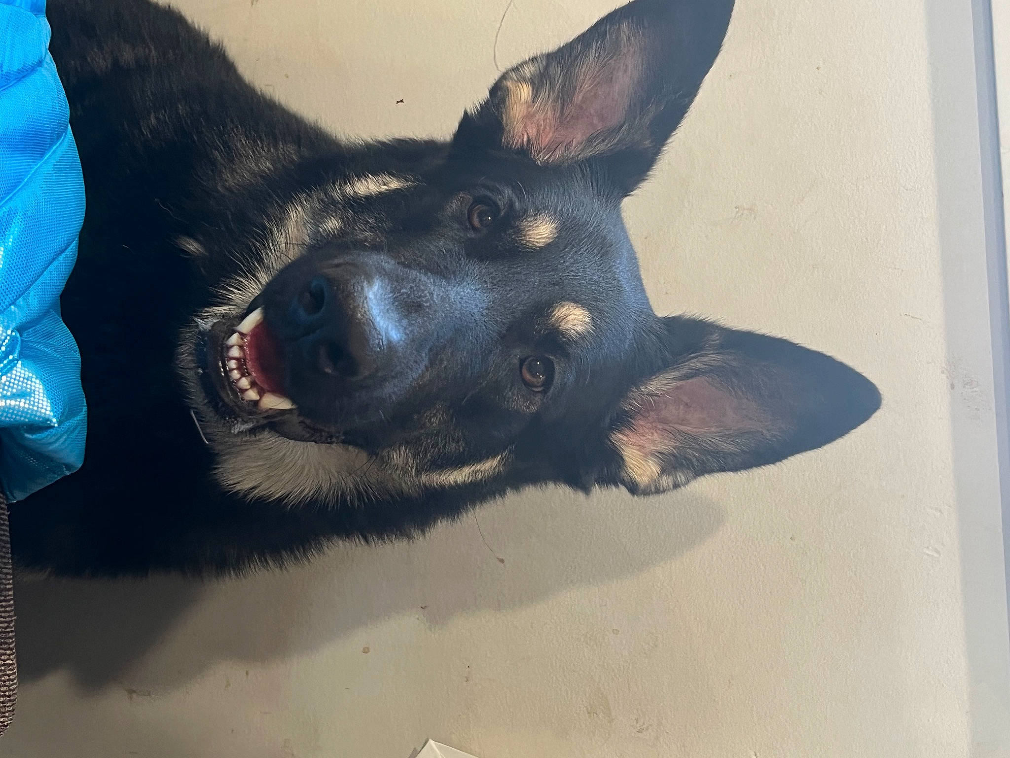 Chocolate joined the competition — help win amazing prizes! art, canidae, carnivore, companion_dog, dog, dog_breed, ear, electric_blue, fur, guard_dog, paw, snout, sporting_group, toy_dog, whiskers, working_animal, working_dog