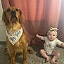 baby, dog, golden_retriever, bandana, headband, carpet, curtain, indoor, pet, child, sitting, cute, matching_outfits, onesie, fur, portrait, room, animal, person, cozy