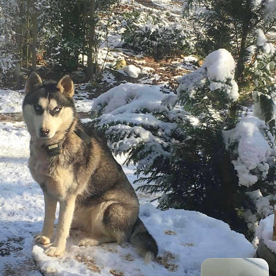 Laponie a rejoint le concours — aidez-le/la à gagner de superbes lots ! animal, bush, canine, cold, dog, face, fur, garden, glasses, husky, nature, outdoor, person, pet, portrait, sitting, snow, tree, video_call, winter