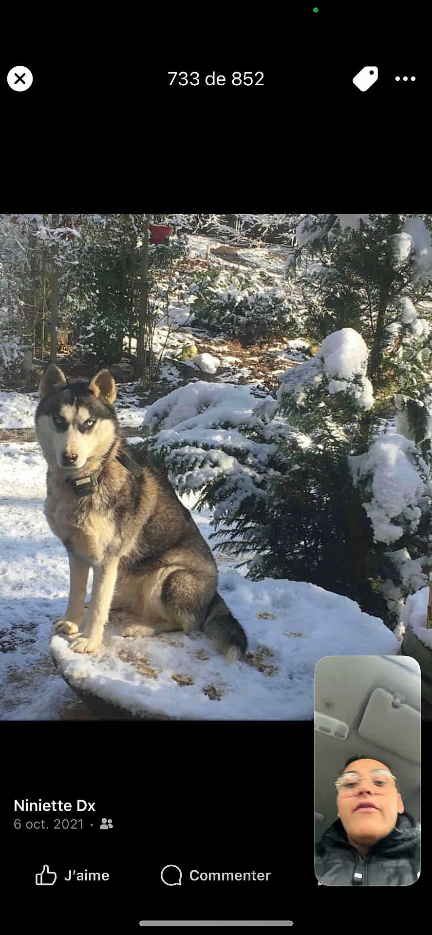 Laponie a rejoint le concours — aidez-le/la à gagner de superbes lots ! husky, dog, snow, outdoor, winter, tree, bush, animal, pet, nature, cold, fur, canine, portrait, face, sitting, garden, video_call, person, glasses