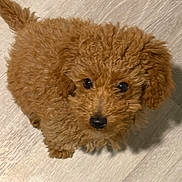 Prince joined the competition — help win amazing prizes! puppy, dog, brown, curly_fur, cute, pet, animal, indoor, floor, looking_up, small, young, adorable, fur, canine, domestic_animal, friendly, companion, portrait, cute_pet