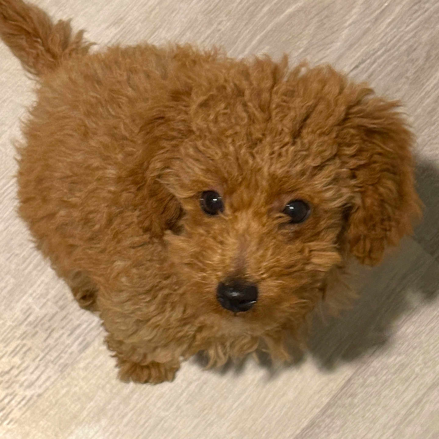 Prince joined the competition — help win amazing prizes! puppy, dog, brown, curly_fur, cute, pet, animal, indoor, floor, looking_up, small, young, adorable, fur, canine, domestic_animal, friendly, companion, portrait, cute_pet