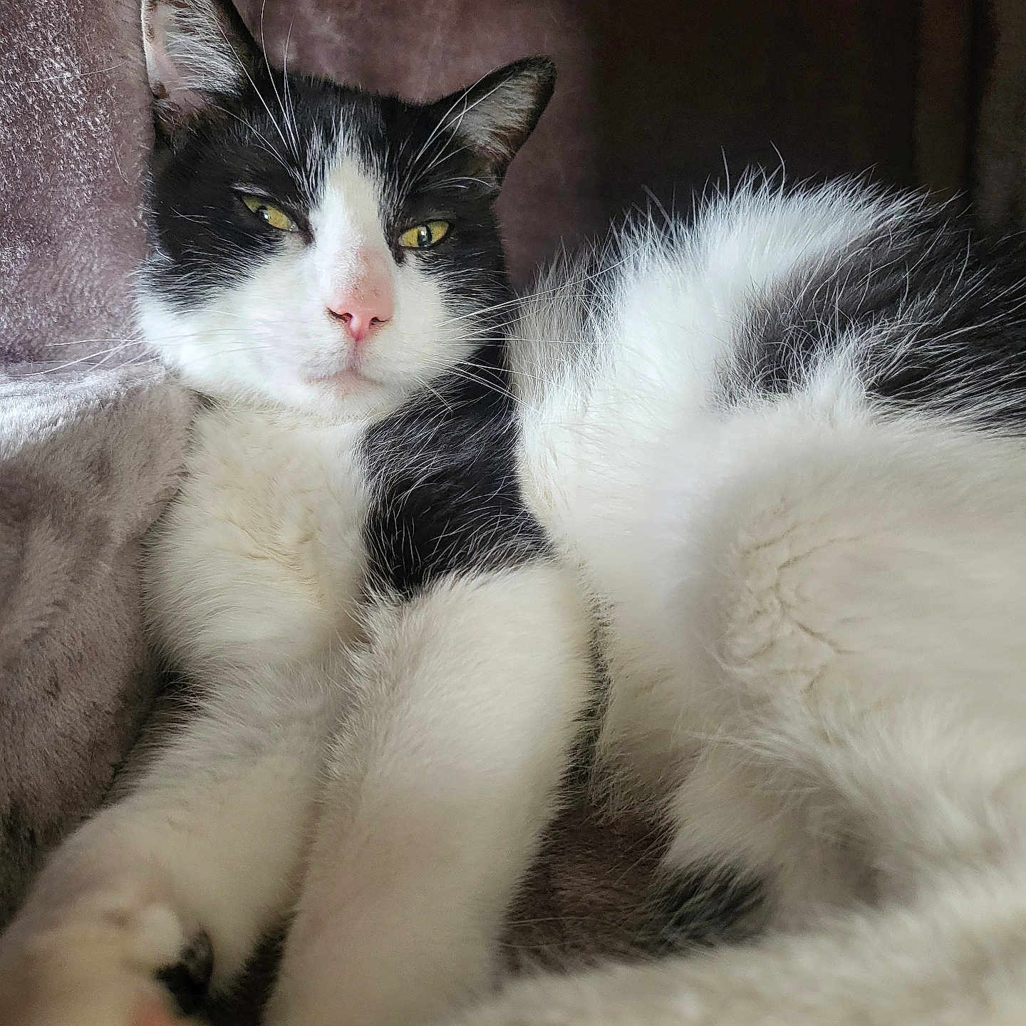 Roméo participe au concours pour gagner de l'argent avec cette photo : cat, black_and_white, feline, pet, animal, relaxed, soft_texture, blanket, indoor, close_up, fur, whiskers, pink_nose, eyes, resting, cozy, cute, domestic_animal, portrait, sleepy