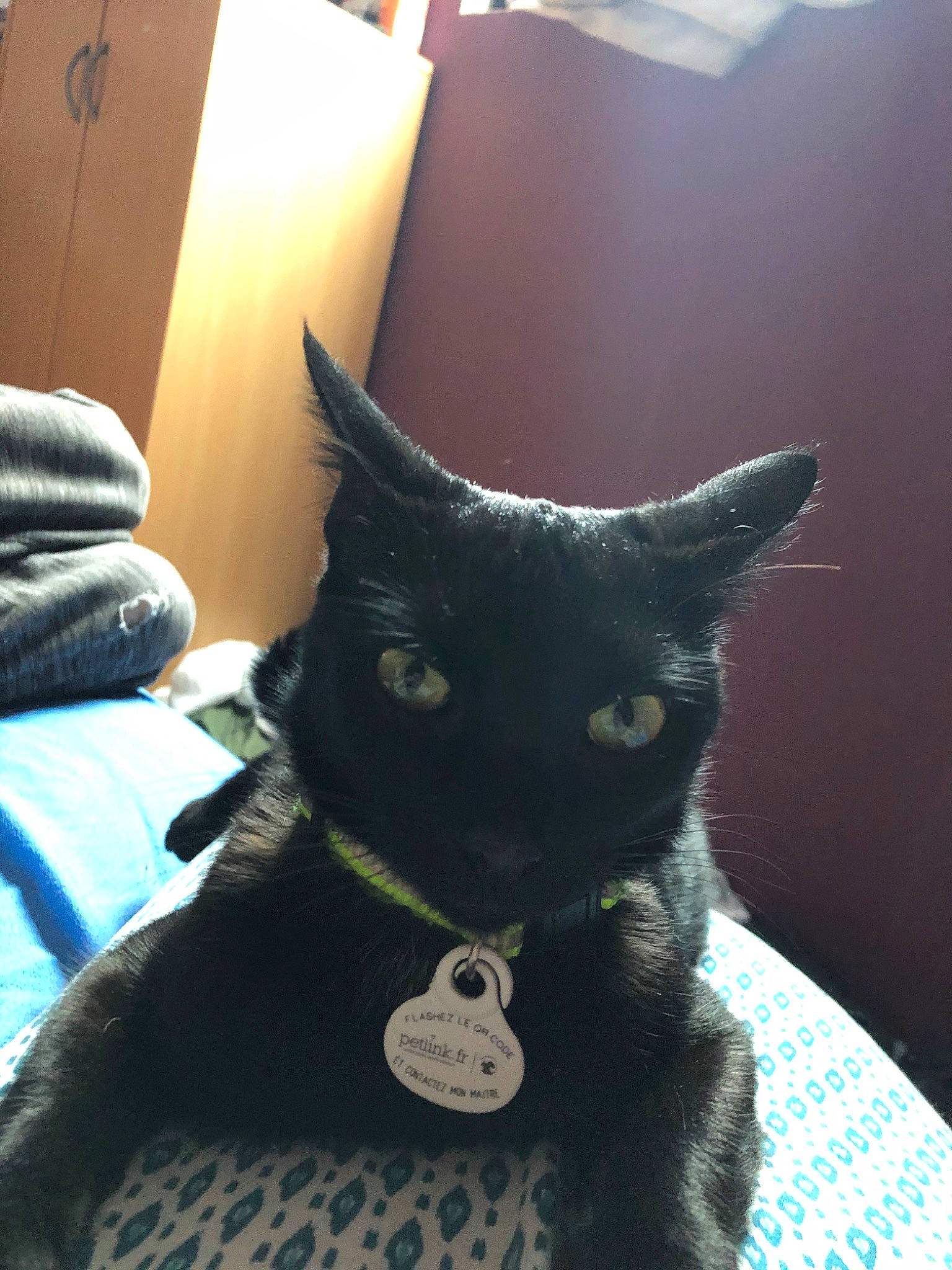 Glory a rejoint le concours — aidez-le/la à gagner de superbes lots ! asian, black, black_cat, bombay, carnivore, cat, domestic_short_haired_cat, felidae, korat, mammal, russian_blue, small_to_medium_sized_cats, whiskers